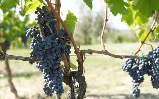 進(jìn)口紅酒一手貨源 進(jìn)口紅酒一手貨源