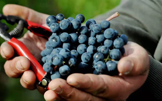 西班牙東部沿海地區(qū)瓦倫西亞產(chǎn)區(qū)Valencia 西班牙東部沿海地區(qū)瓦倫西亞產(chǎn)區(qū)Valencia