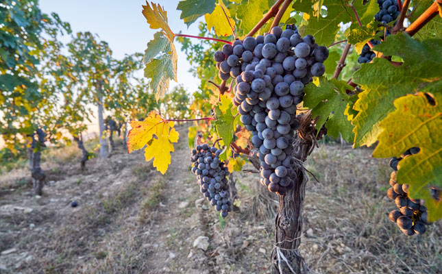 進(jìn)口紅酒一手貨源 進(jìn)口紅酒一手貨源