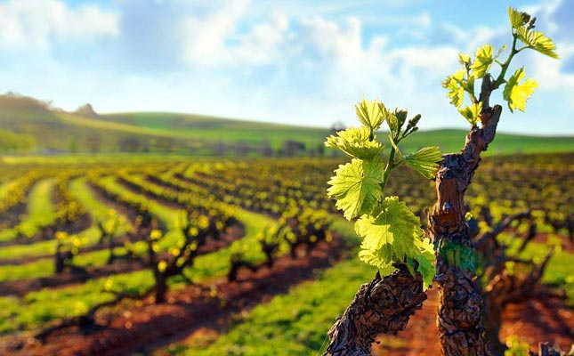 拉菲古堡(Chateau Lafite Rothschild) 拉菲古堡(Chateau Lafite Rothschild)