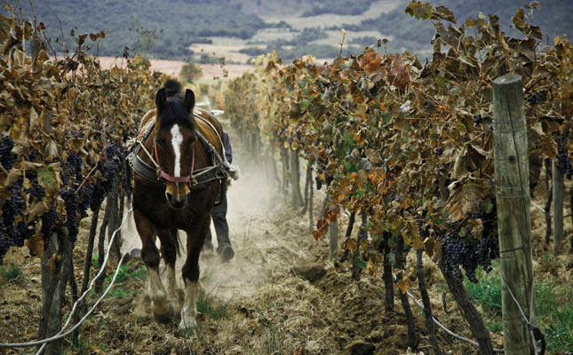 木桐酒莊(Chateau Mouton Rothschild) 木桐酒莊(Chateau Mouton Rothschild)