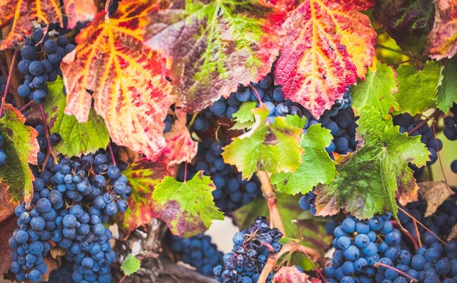 奔富酒莊(Penfolds) 奔富酒莊(Penfolds)