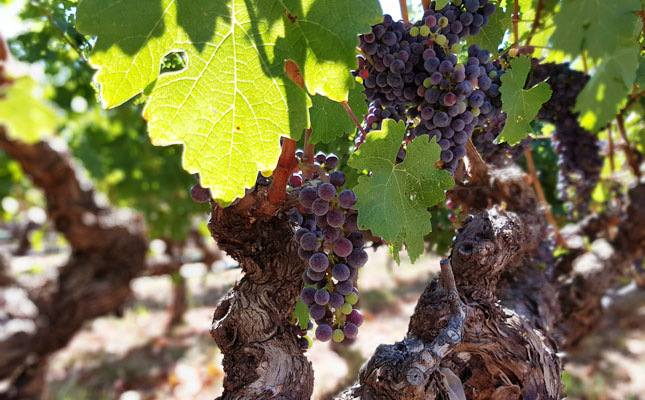 進(jìn)口紅酒一手貨源 進(jìn)口紅酒一手貨源