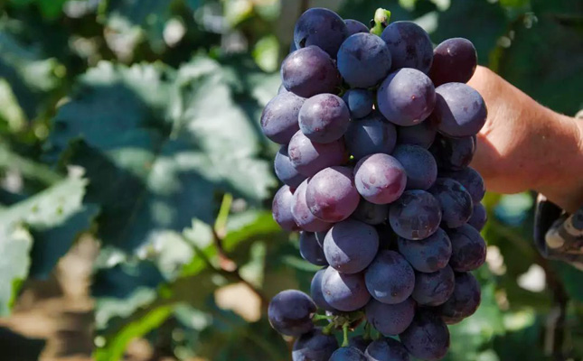 西鴿酒莊是什么檔次的品牌 西鴿酒莊是什么檔次的品牌