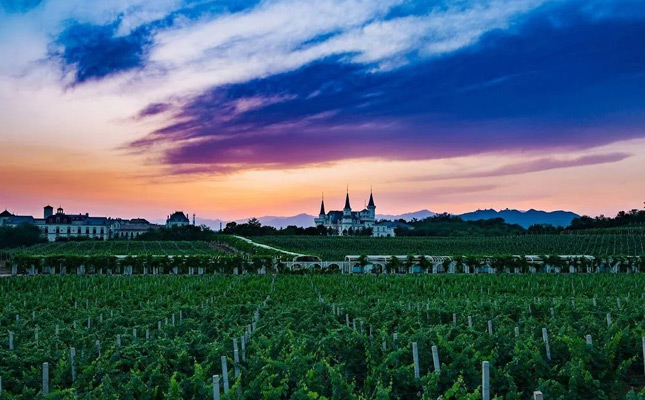 東北寒區(qū)特色葡萄酒典型風格