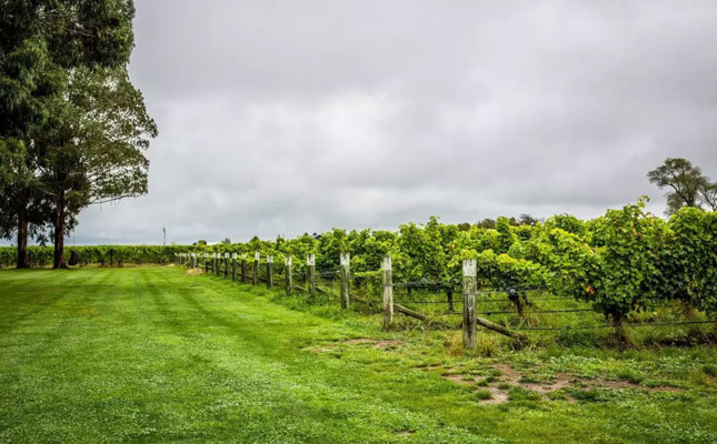 進口紅酒一手貨源 進口紅酒一手貨源