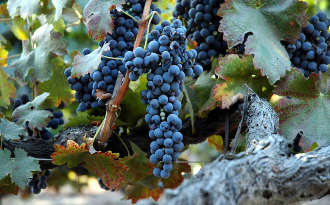 進(jìn)口紅酒一手貨源 進(jìn)口紅酒一手貨源