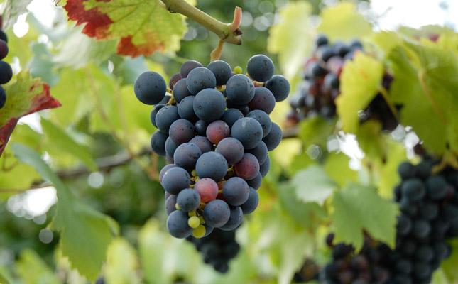 進(jìn)口紅酒一手貨源 進(jìn)口紅酒一手貨源