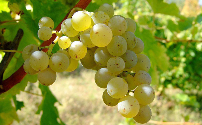 進(jìn)口紅酒一手貨源 進(jìn)口紅酒一手貨源