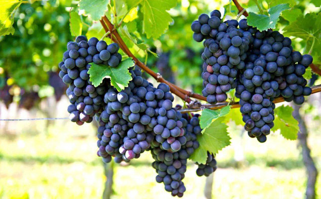 Cabernet Franc品麗珠特征和生長(zhǎng)條件簡(jiǎn)介 Cabernet Franc品麗珠特征和生長(zhǎng)條件簡(jiǎn)介