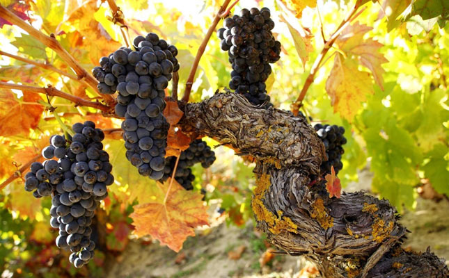 進(jìn)口紅酒一手貨源 進(jìn)口紅酒一手貨源