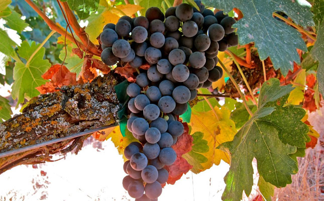 西班牙歌海娜產(chǎn)區(qū) 西班牙歌海娜產(chǎn)區(qū)