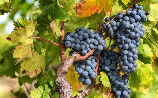 進(jìn)口紅酒一手貨源