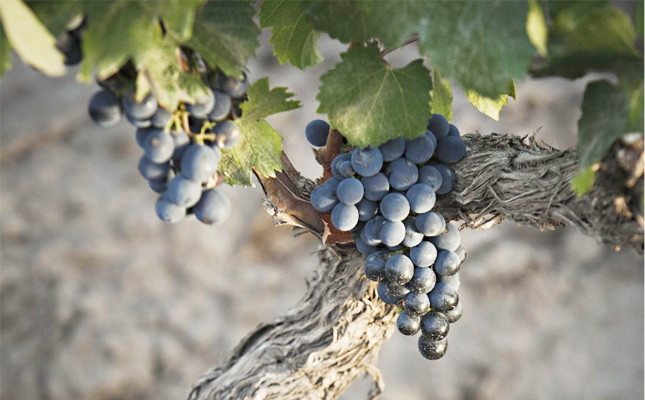 進口紅酒一手貨源 進口紅酒一手貨源