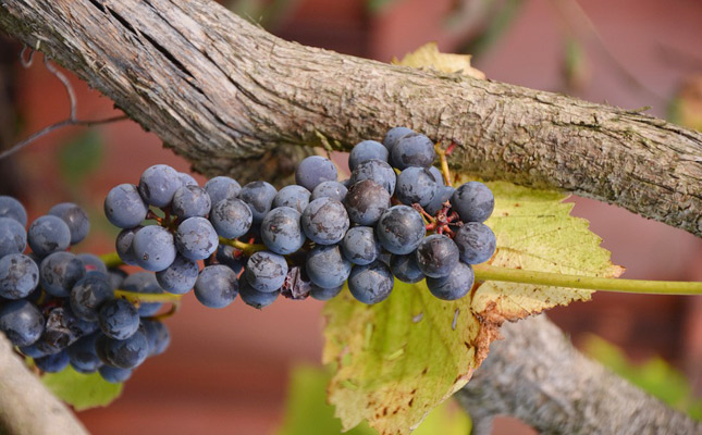 大學(xué)生葡萄酒科學(xué)文化節(jié)