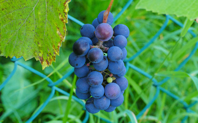 進(jìn)口紅酒一手貨源