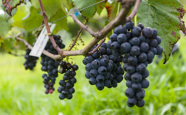 進(jìn)口紅酒一手貨源 進(jìn)口紅酒一手貨源