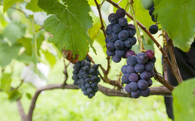 進(jìn)口紅酒一手貨源 進(jìn)口紅酒一手貨源