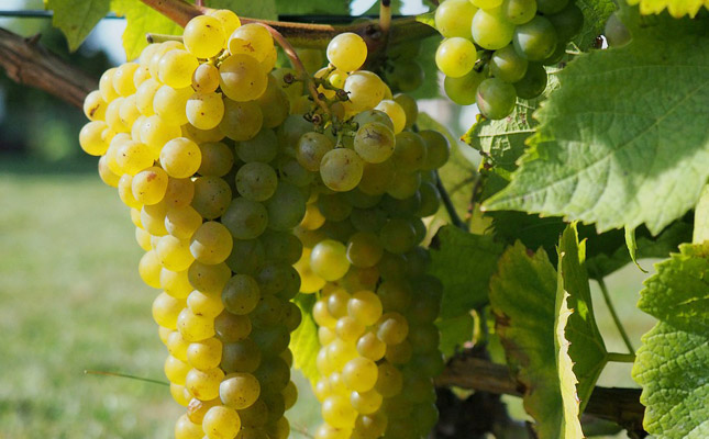 貴腐酒三大產(chǎn)區(qū)對(duì)比 貴腐酒三大產(chǎn)區(qū)對(duì)比