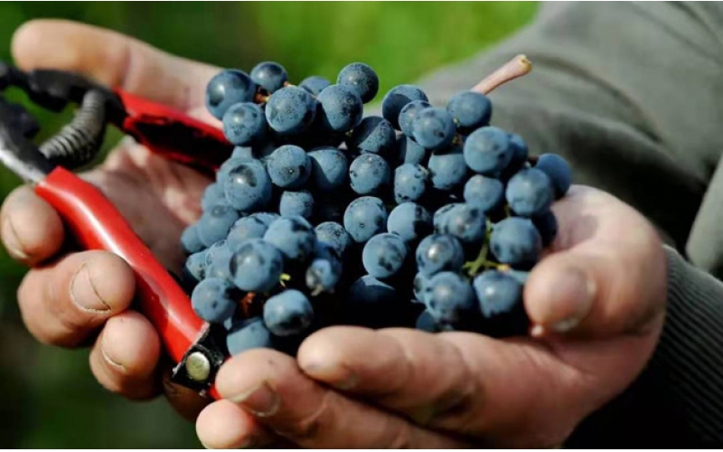 西班牙東部沿海地區(qū)瓦倫西亞產(chǎn)區(qū)Valencia