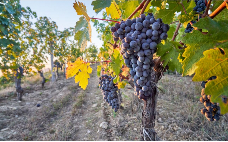 格魯吉亞葡萄酒產(chǎn)區(qū)紅酒等級(jí)酒莊品種