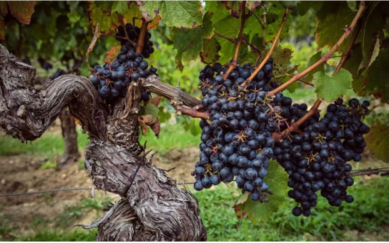 巴巴萊斯科Barbaresco產(chǎn)區(qū)葡萄酒