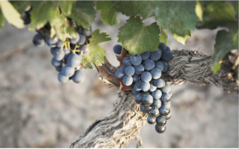 上海馬陸葡萄文化節(jié)葡萄主題公園開(kāi)幕