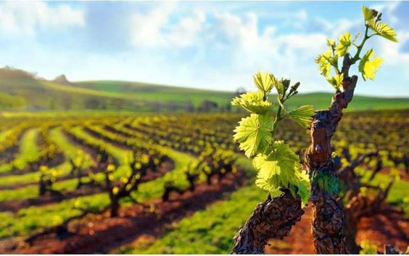 拉圖酒莊城堡干紅葡萄酒Chateau Latour