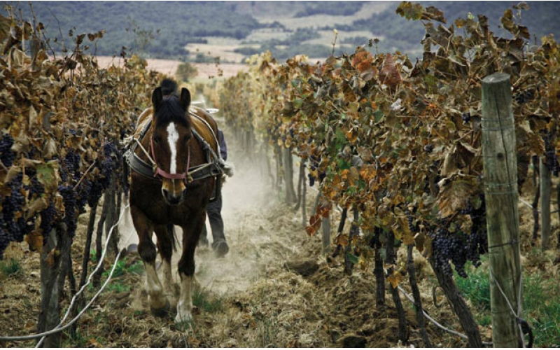 Chateau Mouton木桐酒莊羅斯柴爾德