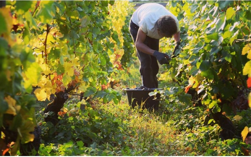 靚茨伯莊園Chateau Lynch-Bages酒莊介紹