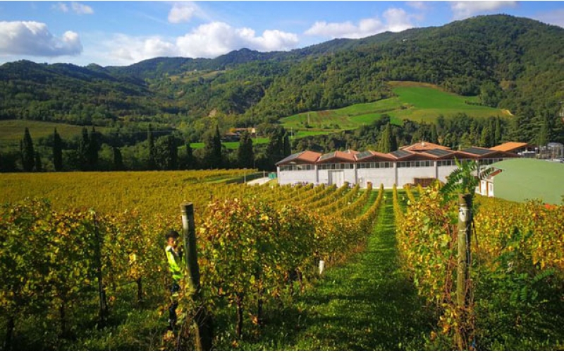 桃樂絲酒莊排名Torres酒莊的介紹在哪里