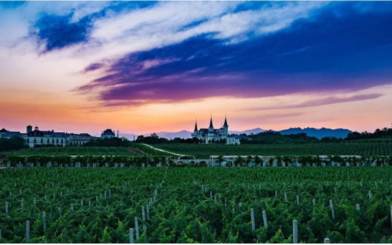 東北寒冷地區(qū)葡萄酒紅酒典型風(fēng)格淺談