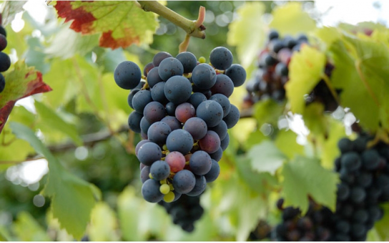 張家口懷來中糧長城桑干酒莊采收摘節(jié)