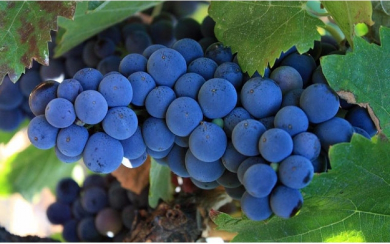 赤霞珠葡萄品種特點起源產(chǎn)地口感介紹