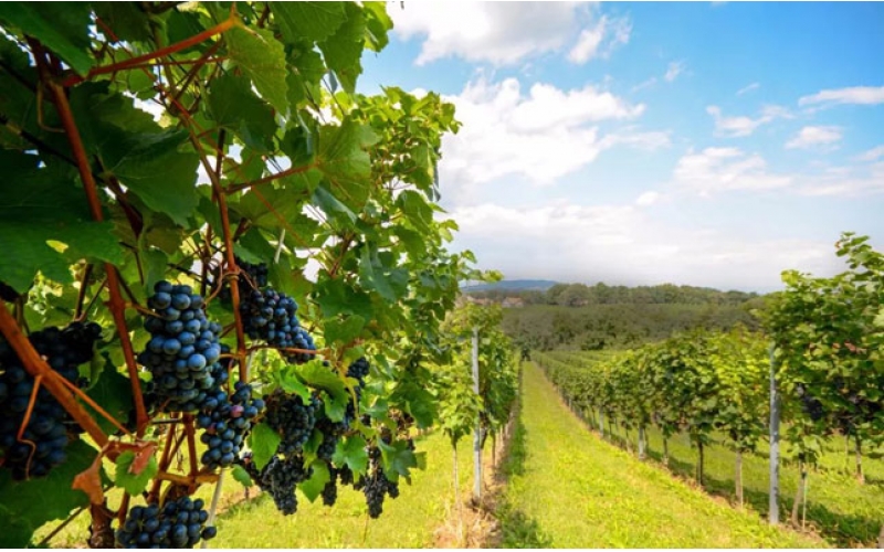 馬爾堡的優(yōu)質黑皮諾葡萄酒的特點口感