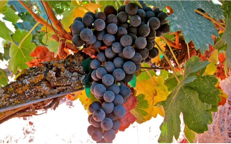Grenache歌海娜葡萄品種的特點(diǎn)全面介紹