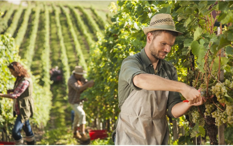 葡萄酒釀造時(shí)葡萄為什么不洗直接壓榨