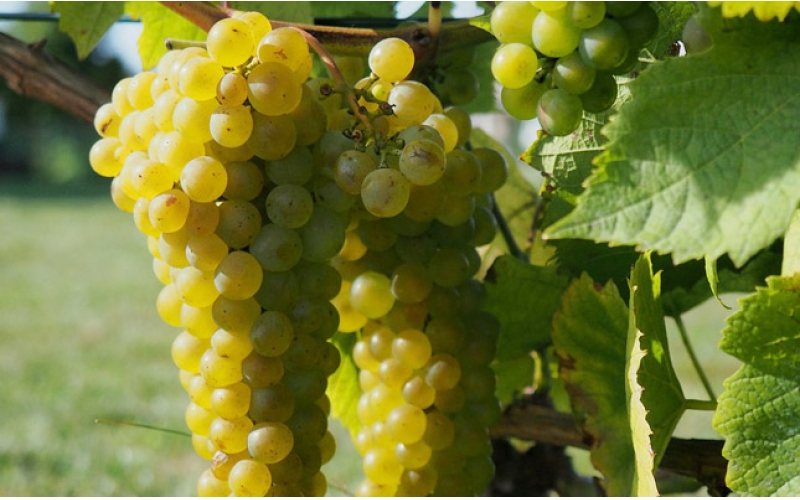 貴腐酒是什么酒三大貴腐酒產(chǎn)地對(duì)比-專(zhuān)題