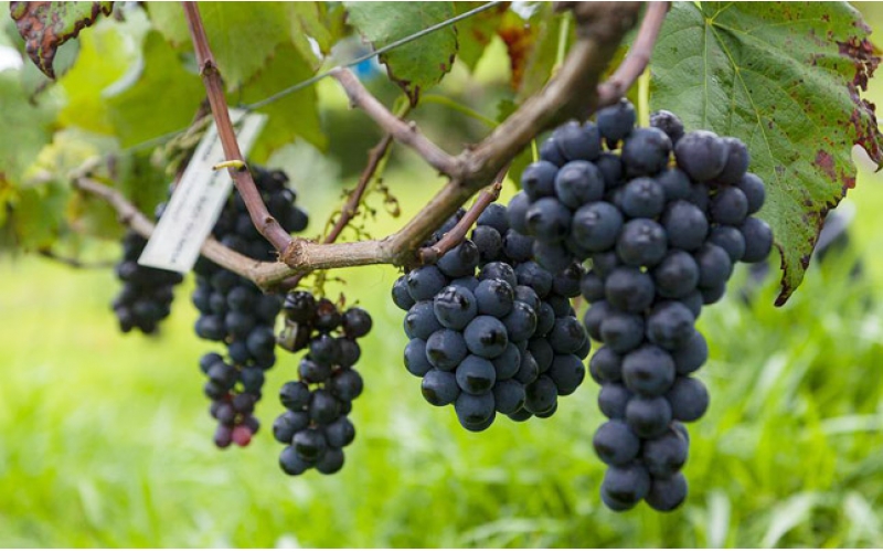 煙臺葡萄酒產(chǎn)區(qū)新質(zhì)生產(chǎn)力培育成果