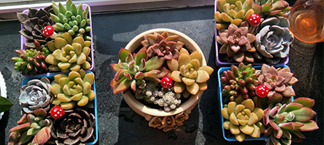 美化辦公環(huán)境 華能中天用綠色喜迎植樹節(jié) 美化辦公環(huán)境 華能中天用綠色喜迎植樹節(jié)